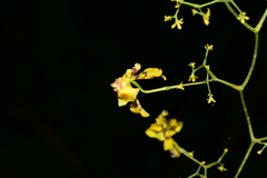 Oncidium abortivum