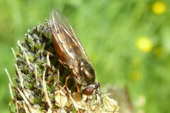 Platycheirus clypeatus