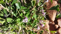 Philibertia parviflora