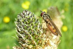 Platycheirus clypeatus