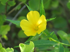 Turnera ulmifolia