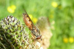 Platycheirus clypeatus