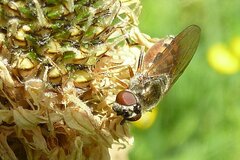 Platycheirus clypeatus