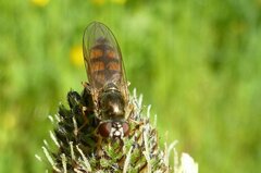 Platycheirus clypeatus