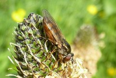 Platycheirus clypeatus