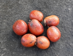 Hyphaene dichotoma