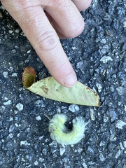 Apatelodes torrefacta