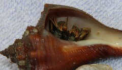 Clibanarius infraspinatus