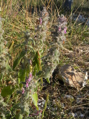 Stachys germanica