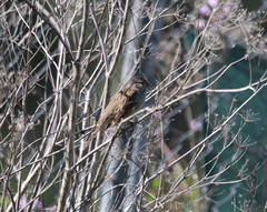 Zonotrichia atricapilla