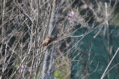 Zonotrichia atricapilla