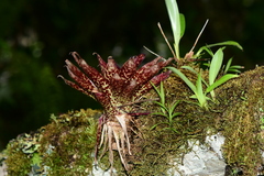 Tillandsia biflora