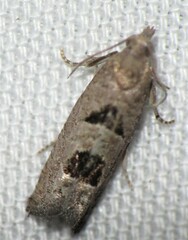 Eucosma tomonana
