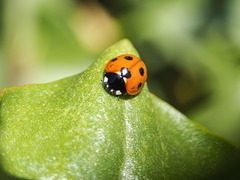 Coccinella algerica
