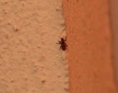 Microlarinus lareynii