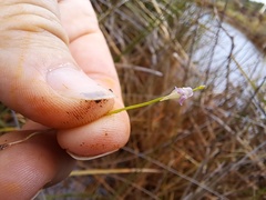 Utricularia uliginosa