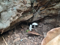 Leucocoprinus cygneus