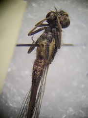 Amphiagrion