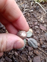 Trichocline cineraria