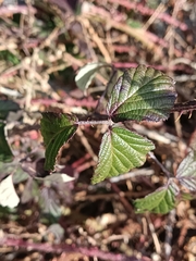 Rubus carpetanus