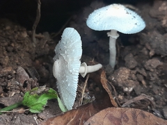 Leucocoprinus cygneus