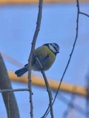 Cyanistes caeruleus
