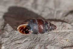 Chondrina kobeltoides