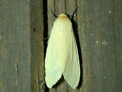 Pareuchaetes insulata