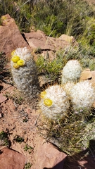 Oreocereus trollii