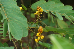 Senna reticulata