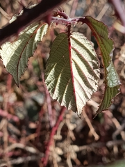 Rubus carpetanus
