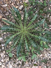 Ptilostemon casabonae