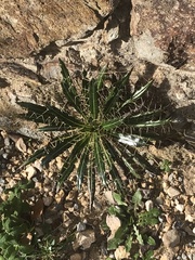 Ptilostemon casabonae