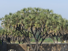 Hyphaene dichotoma