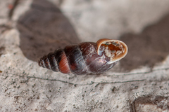 Chondrina kobeltoides