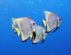Platax boersii