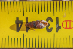 Chondrina kobeltoides