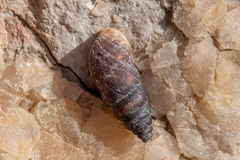 Chondrina kobeltoides