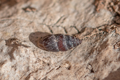 Chondrina kobeltoides