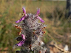 Stachys germanica