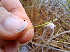 Utricularia uliginosa