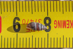 Chondrina kobeltoides