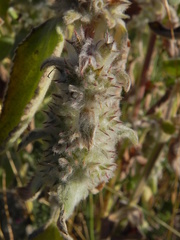 Stachys germanica