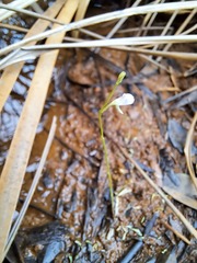 Utricularia uliginosa