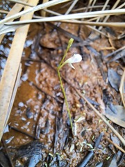 Utricularia uliginosa