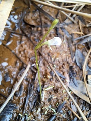 Utricularia uliginosa