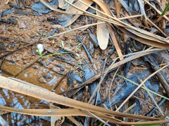 Utricularia uliginosa