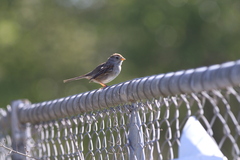 Zonotrichia leucophrys