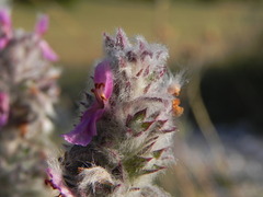 Stachys germanica