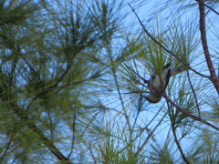 Setophaga coronata